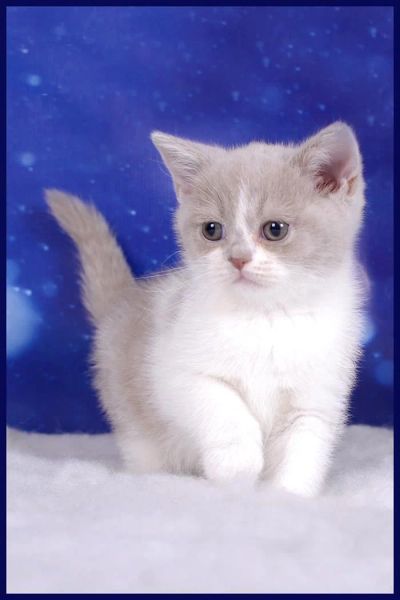 Лот: 3836341. Фото: 1. Котята редкого окраса. Кошки, котята