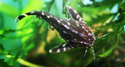 Лот: 25349876. Фото: 1. Агамикс звездчатый. Рыбки