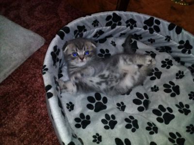 Лот: 7837532. Фото: 1. Продам шотландского вислоухого... Кошки, котята
