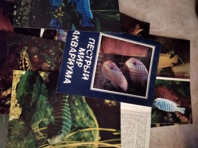 Лот: 18670738. Фото: 1. Набор открыток "Пестрый мир аквариума... Открытки, конверты