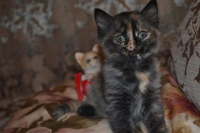 Лот: 3588766. Фото: 1. Котенок(котеночек,котята). Кошки, котята