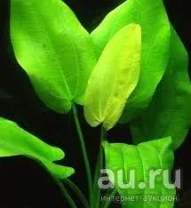 Лот: 10018170. Фото: 1. аквариумное растение эхинодорус... Водные растения