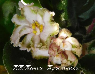 Лот: 8483962. Фото: 1. Продам лист сортовой фиалки ПТ-Танец... Горшечные растения и комнатные цветы