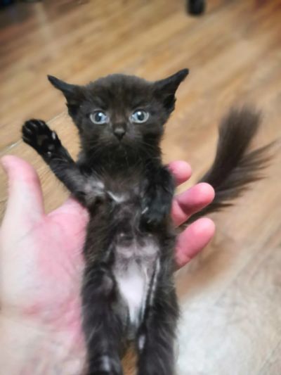 Лот: 15769305. Фото: 1. Отдам котенка. Кошки, котята