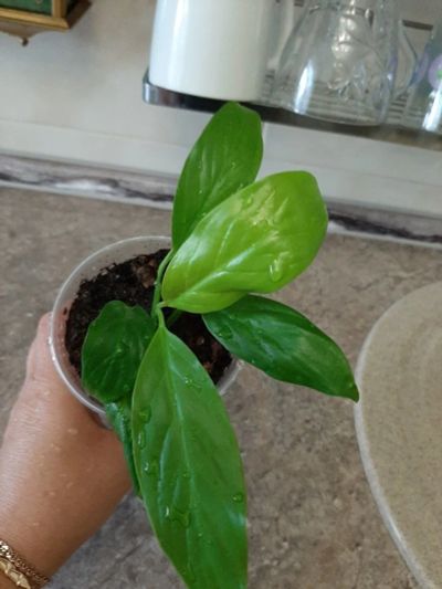 Лот: 16347421. Фото: 1. Спатифиллум Spatiphyllum Lemon... Горшечные растения и комнатные цветы