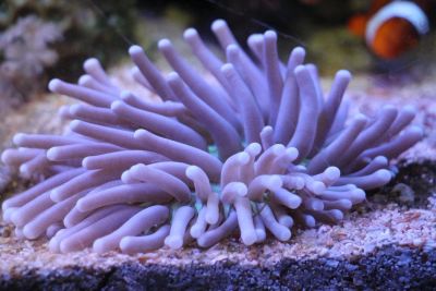 Лот: 5407077. Фото: 1. Гелиофунгия (Heliofungia actiniformis... Моллюски, ракообразные, кораллы