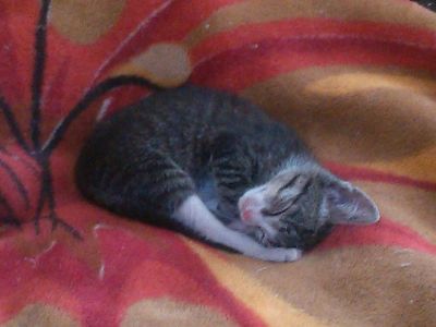 Лот: 5305737. Фото: 1. Котенок Тиша (не сокр от Тихон... Кошки, котята