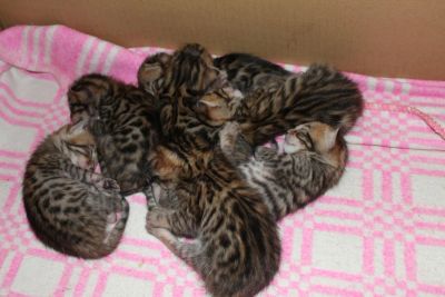 Лот: 3504451. Фото: 1. котенок бенгальский (мини леопард... Кошки, котята