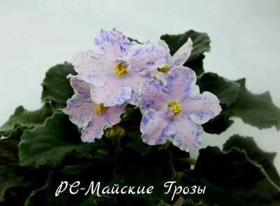 Лот: 5382885. Фото: 1. Продам детку сортовой фиалки РС-Майские... Горшечные растения и комнатные цветы