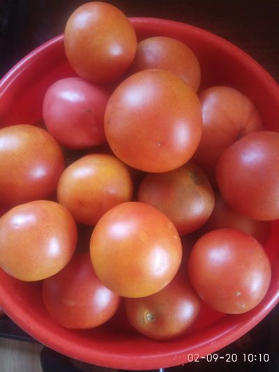 Лот: 16456023. Фото: 1. помидоры. Овощи, фрукты, зелень