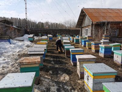 Лот: 15901596. Фото: 1. Продажа Среднерусских пчёл. Отводок... Пчеловодство