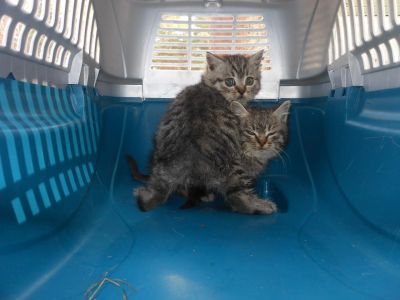 Лот: 3288258. Фото: 1. отдам шотландскую вислоухую кошку. Кошки, котята