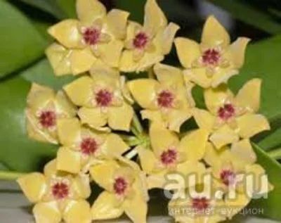 Лот: 13592156. Фото: 1. Хойя Hoya Diptera splash. Горшечные растения и комнатные цветы