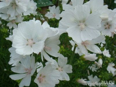 Лот: 13696470. Фото: 1. Мальва мускусная ( невеста) многолетнее... Садовые цветы