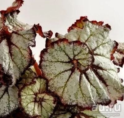 Лот: 9377445. Фото: 1. Бегония королевская ds-Ураган. Горшечные растения и комнатные цветы