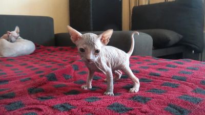 Лот: 5862848. Фото: 1. Продам котят сфинксов. Кошки, котята