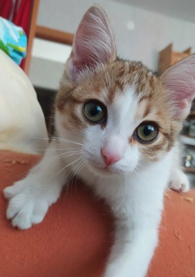 Лот: 17705416. Фото: 1. Кошечка котенок черепашка. Кошки, котята