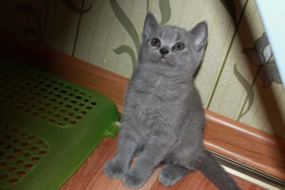 Лот: 5528043. Фото: 1. Британские котята! Почти даром... Кошки, котята