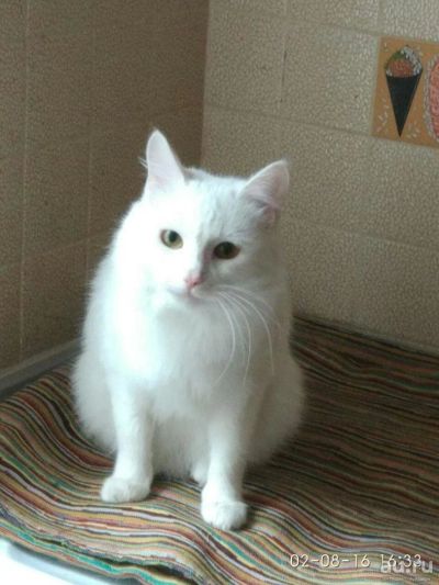 Лот: 7853293. Фото: 1. Белый кот. Кошки, котята