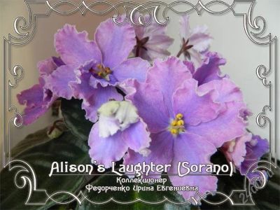 Лот: 2110061. Фото: 1. детка фиалки Alison's Laughter. Горшечные растения и комнатные цветы