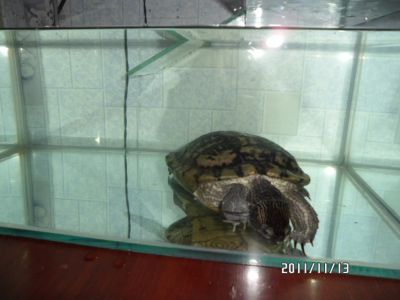 Лот: 3908736. Фото: 1. черепаха. Предметы интерьера и быта