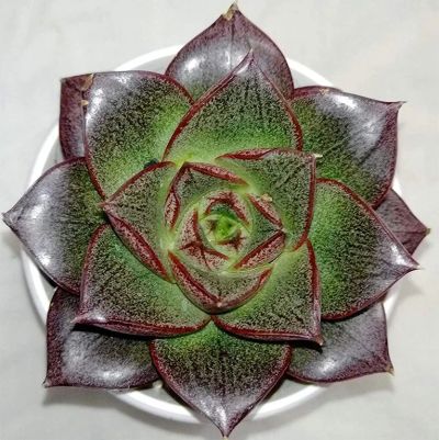 Лот: 18441868. Фото: 1. Эхеверия пурпурная (Echeveria... Горшечные растения и комнатные цветы