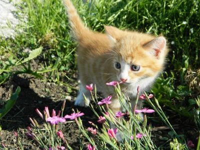 Лот: 2981448. Фото: 1. Милый рыженький котенок ищет своих... Кошки, котята