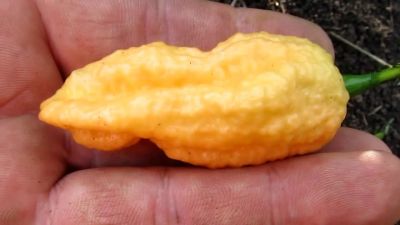 Лот: 13934032. Фото: 1. Семена перца Bhut jolokia Peach... Овощи