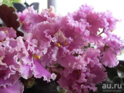 Лот: 3283542. Фото: 1. Сенполия Rosie Ruffles. Крупная... Горшечные растения и комнатные цветы