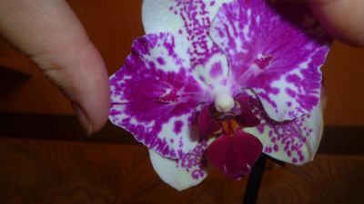Лот: 6403941. Фото: 1. орхидея фаленопсис (цветок форма... Горшечные растения и комнатные цветы