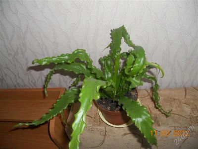 Лот: 1655628. Фото: 1. Асплениум. Горшечные растения и комнатные цветы