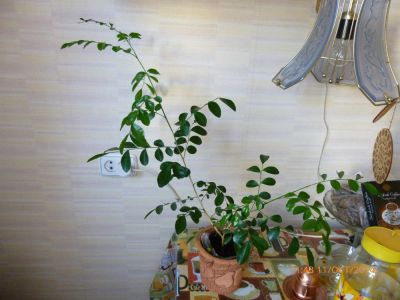 Лот: 4605979. Фото: 1. Мурайя. Горшечные растения и комнатные цветы