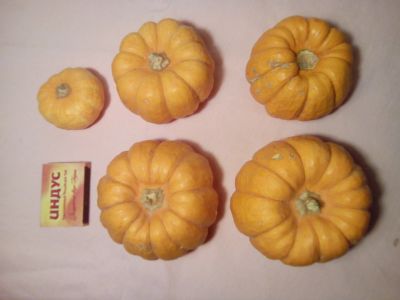 Лот: 14978808. Фото: 1. Тыквы маленькие, одним лотом. Овощи, фрукты, зелень