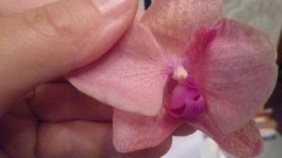 Лот: 7887297. Фото: 1. орхидея фаленопсис F06 (отцвела... Горшечные растения и комнатные цветы