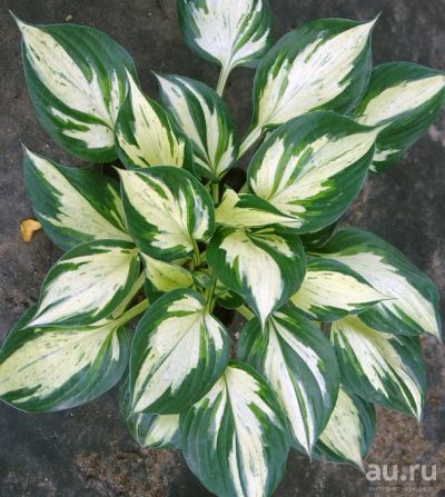 Лот: 17896945. Фото: 1. Хоста Пафайде (hosta Pathfinder... Садовые цветы