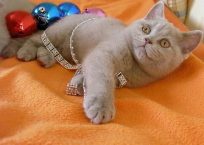 Лот: 3443000. Фото: 1. британская кошечка (лиловая). Кошки, котята