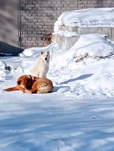 Лот: 23331805. Фото: 1. Приму в дар одеяло. Ватное или... Одеяла, подушки