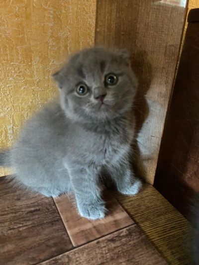 Лот: 7983319. Фото: 1. Шотландские котята. Кошки, котята