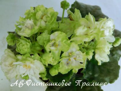 Лот: 8468045. Фото: 1. Фиалка сортовая АВ-Фисташковое... Горшечные растения и комнатные цветы