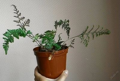 Лот: 5753823. Фото: 1. Папоротник Даваллия "паучьи лапки... Горшечные растения и комнатные цветы