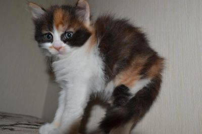 Лот: 3255480. Фото: 1. котенок. Кошки, котята