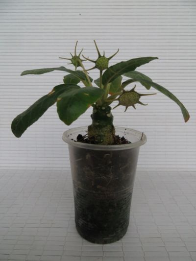 Лот: 11829617. Фото: 1. Dorstenia Foetida - Дорстения... Горшечные растения и комнатные цветы