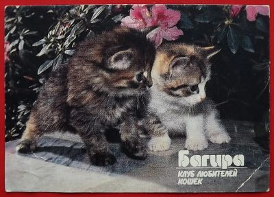Лот: 22051995. Фото: 1. (№4747) календарик "Багира" (Клуб... Календари