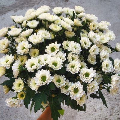 Лот: 6865185. Фото: 1. Фирменный букет от Радуги Цветов... Свежие цветы