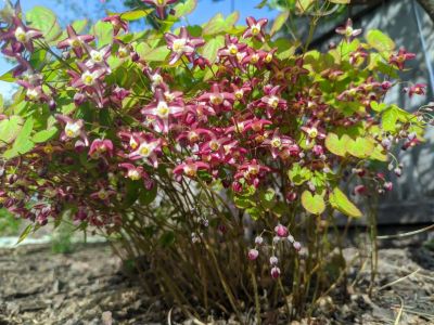 Лот: 25397236. Фото: 1. Горянка красная Rubrum. Садовые цветы