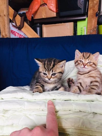 Лот: 17029202. Фото: 1. Котята. Кошки, котята