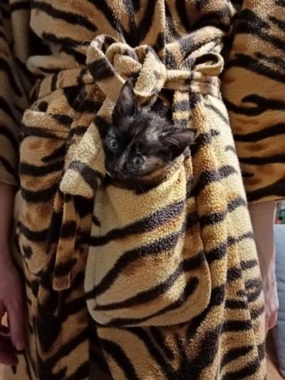Лот: 16998851. Фото: 1. Котенок, девчушка, 1,5 месяца!. Кошки, котята