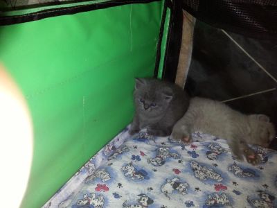 Лот: 9892980. Фото: 1. Британские котята. Кошки, котята