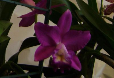 Лот: 4685829. Фото: 1. орхидея каттлея цветет. Горшечные растения и комнатные цветы