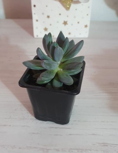 Лот: 19587510. Фото: 1. Пахифитум (Pachyphytum Bracteosum... Горшечные растения и комнатные цветы